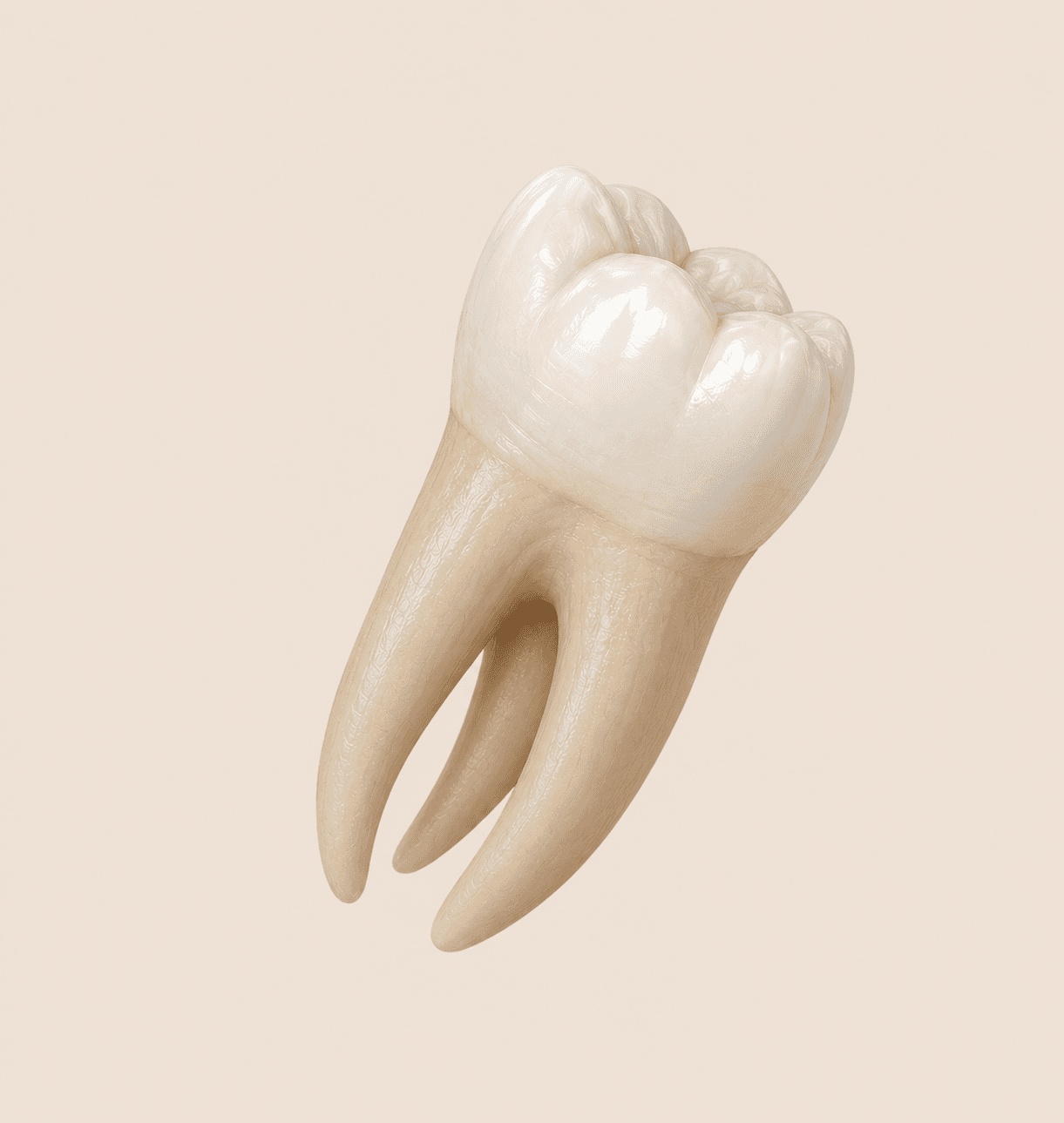 Wisdom Tooth